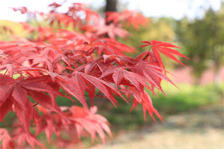 巫山职教中心：哪些专业适合女生学——服装设计、旅游管理、电子商务